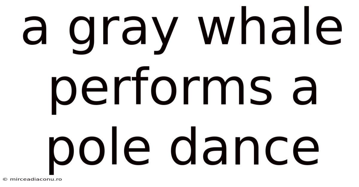 A Gray Whale Performs A Pole Dance