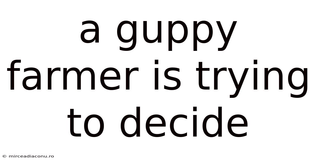 A Guppy Farmer Is Trying To Decide