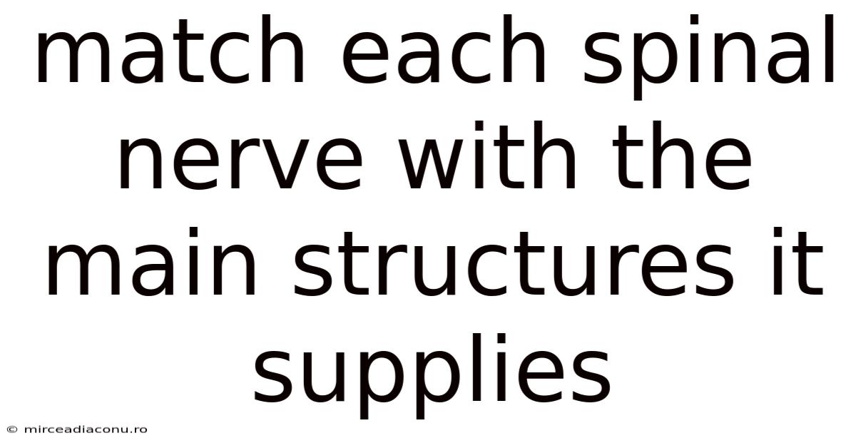 Match Each Spinal Nerve With The Main Structures It Supplies
