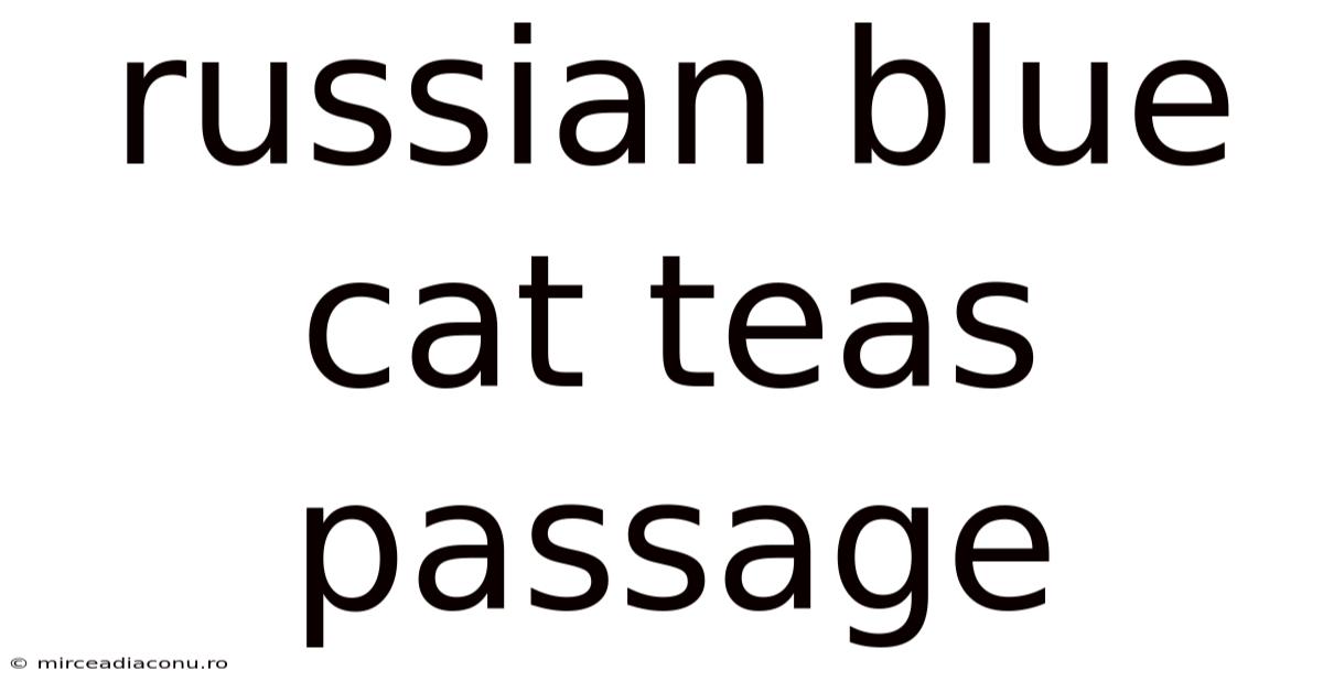 Russian Blue Cat Teas Passage
