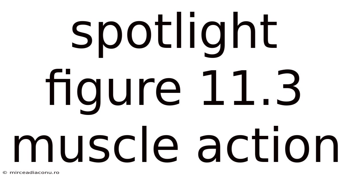Spotlight Figure 11.3 Muscle Action