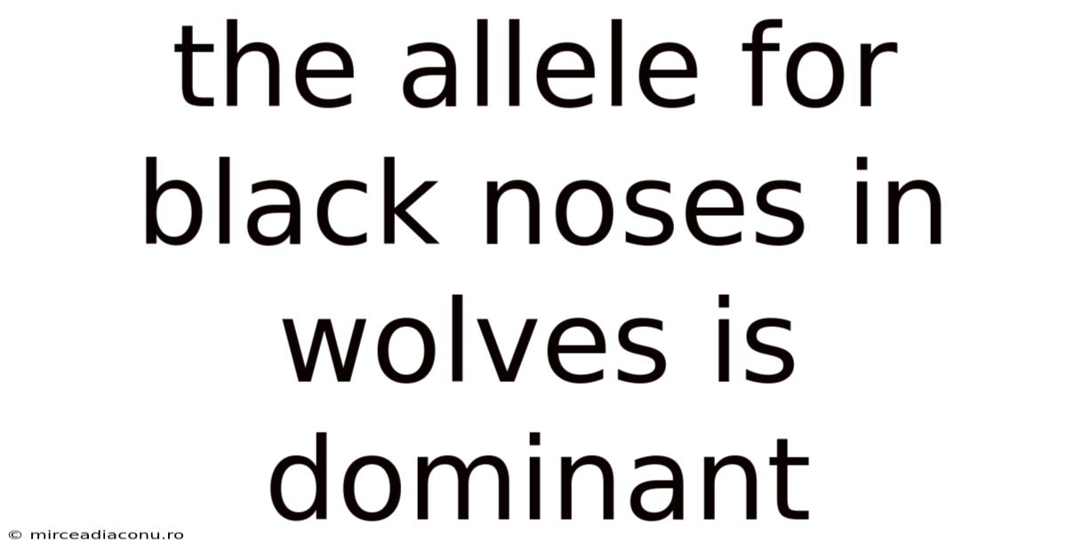 The Allele For Black Noses In Wolves Is Dominant